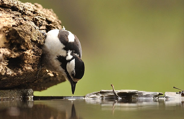 سیرآب !